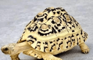 豹纹陆龟多少钱一只（告诉你最新的陆龟价格表）