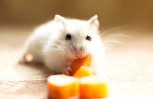 仓鼠可以吃什么水果有营养（还有这些水果不能给仓鼠吃）