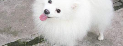 白色狗狗有哪些种类及图片（白色狗品种大全及名字收藏）