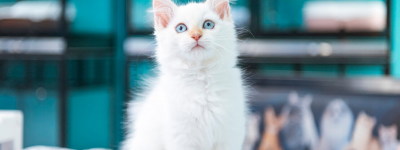 白色的猫咪叫什么名字好听（宠物猫咪名字大全可爱都在这啦）