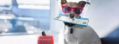 宠物狗可以上高铁吗（关于宠物能不能上公交车地铁火车飞机）